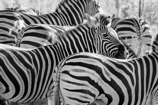 Zebra B and W