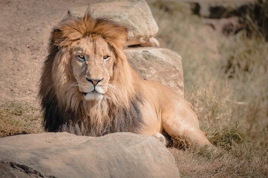 Simba