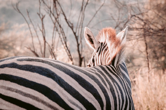 Stripes